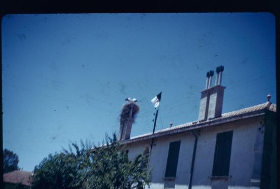 le-drapeau-algerien-avec-le-nid-de-cigogne.jpg